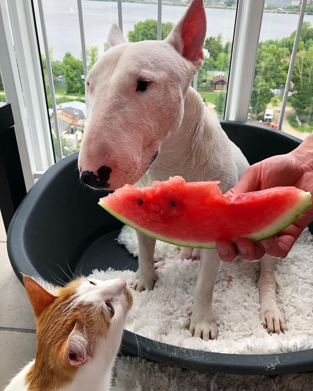 16 Amazing Facts About Bull Terriers You Probably Never Knew 10