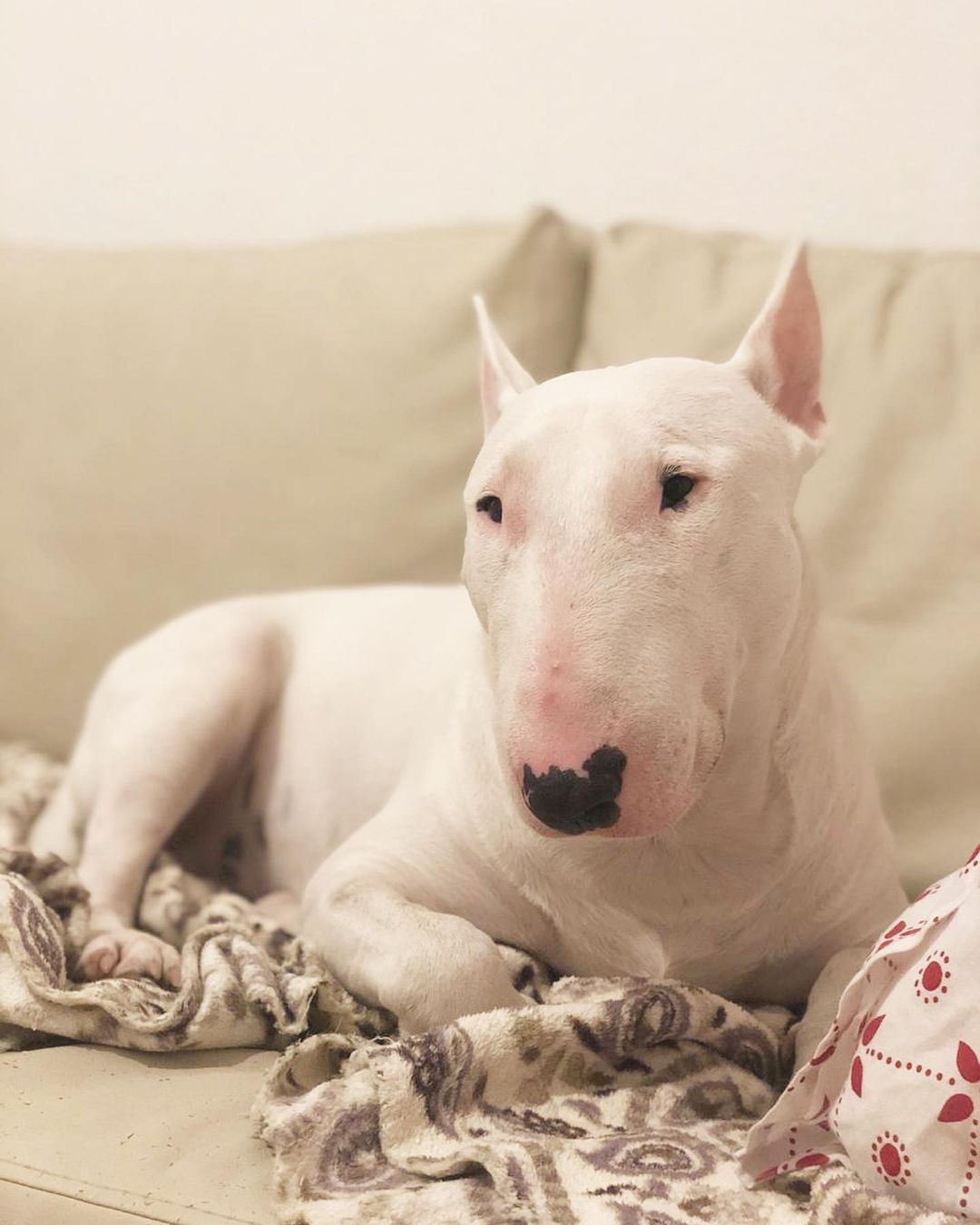 15 Interesting Facts About Bull Terriers 10