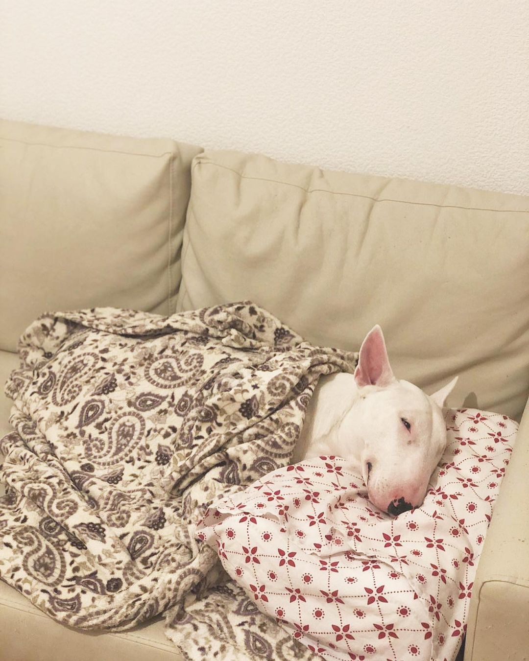 15 Interesting Facts About Bull Terriers 11