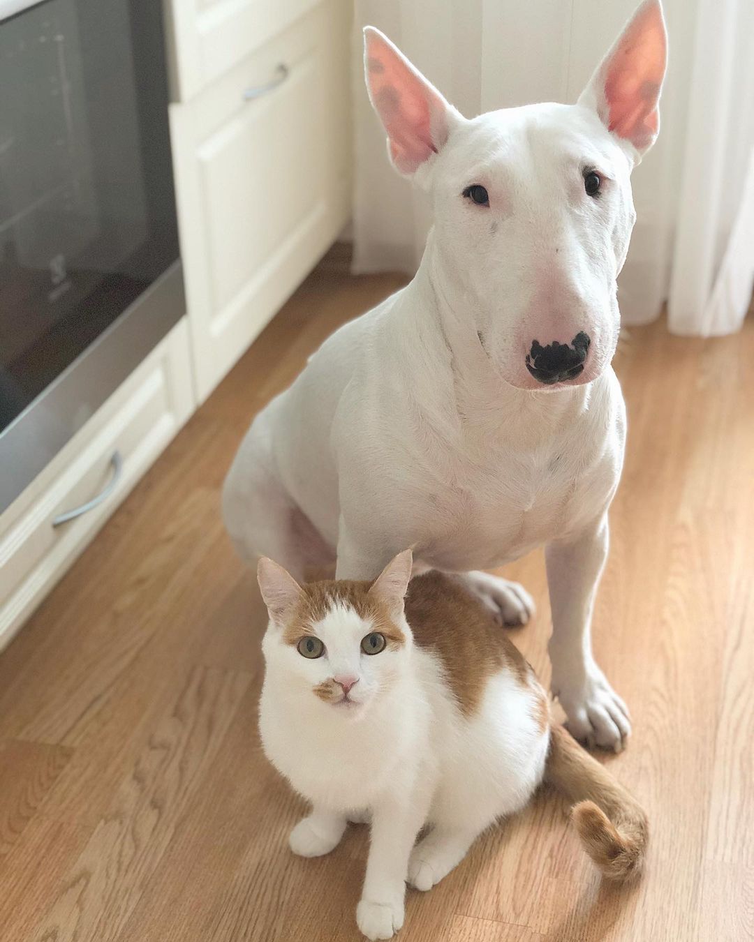 15 Interesting Facts About Bull Terriers 9