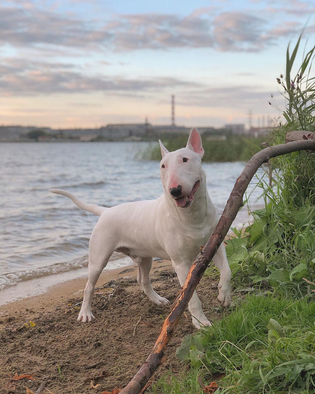 15 Interesting Facts About Bull Terriers 10