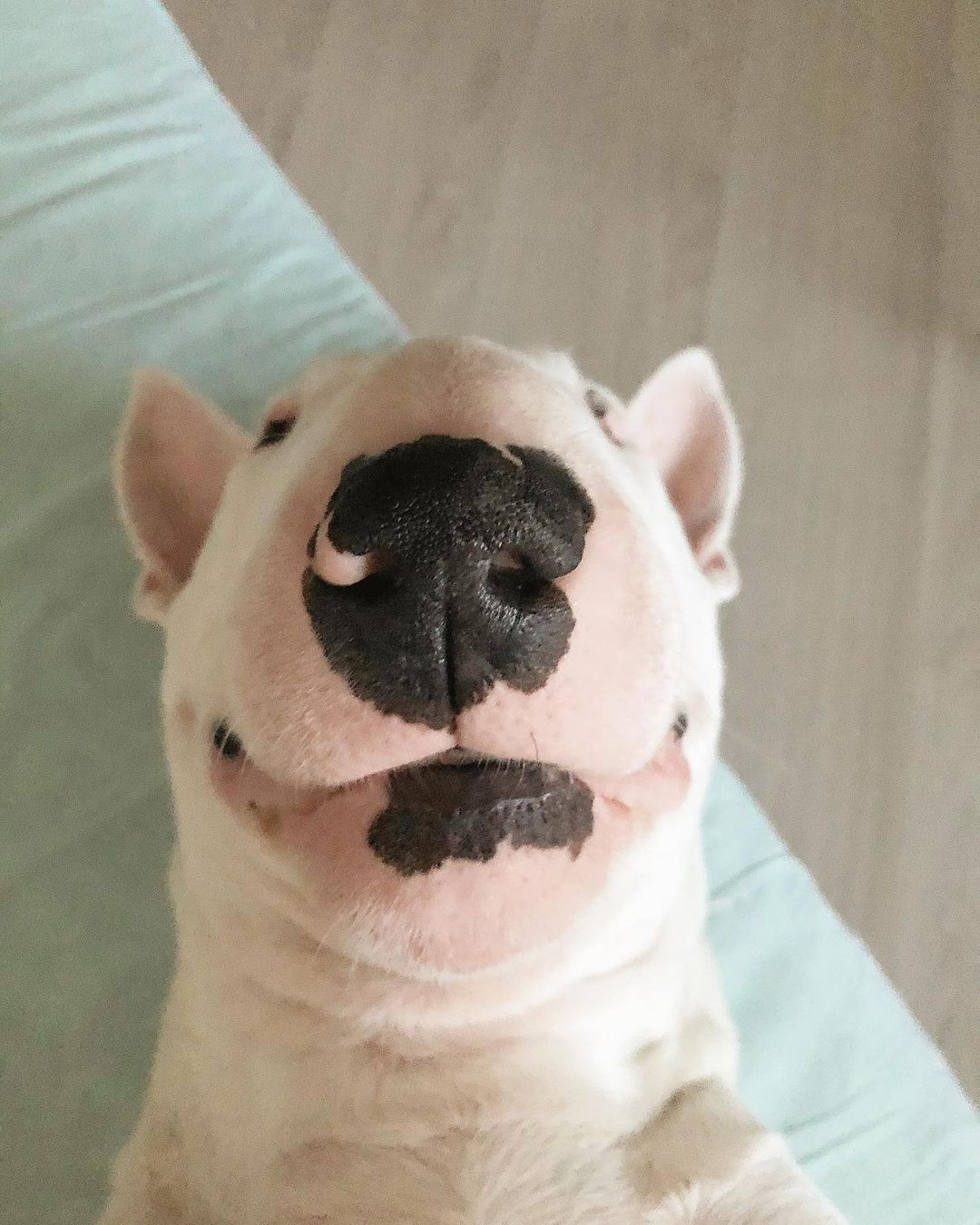 15 Interesting Facts About Bull Terriers 11