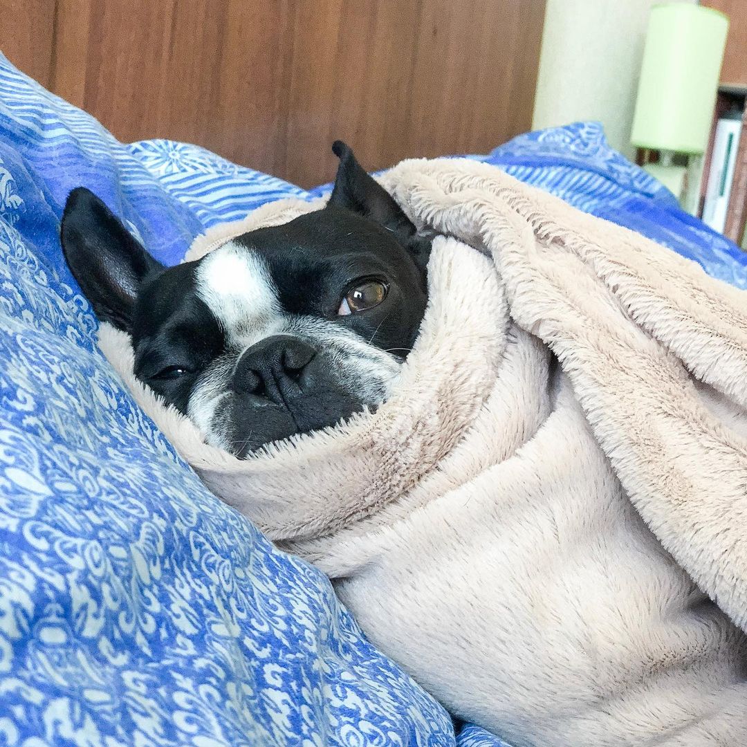 15 Cool Facts About Boston Terriers 9 15 Cool Facts About Boston Terriers 9