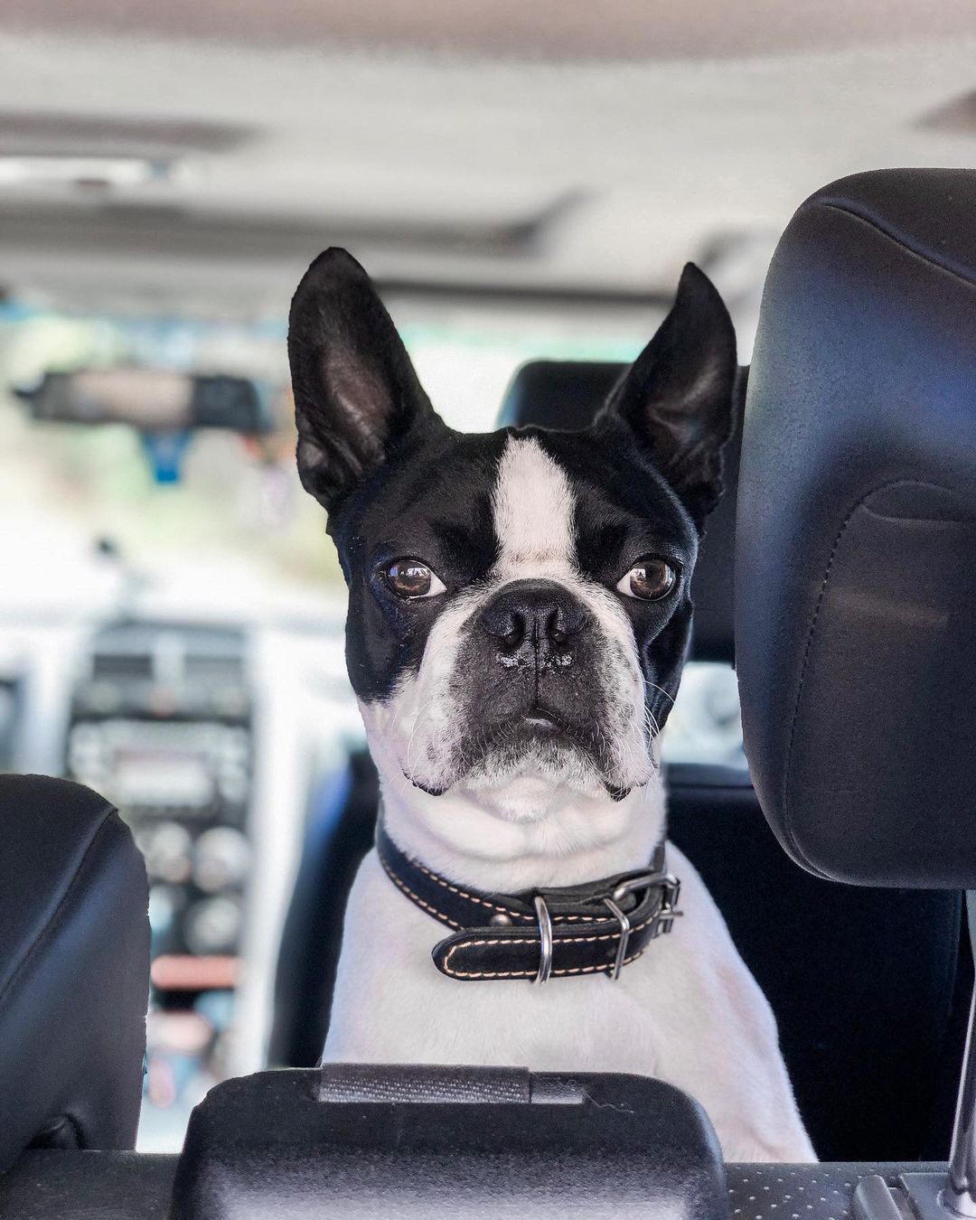 15 Cool Facts About Boston Terriers 11