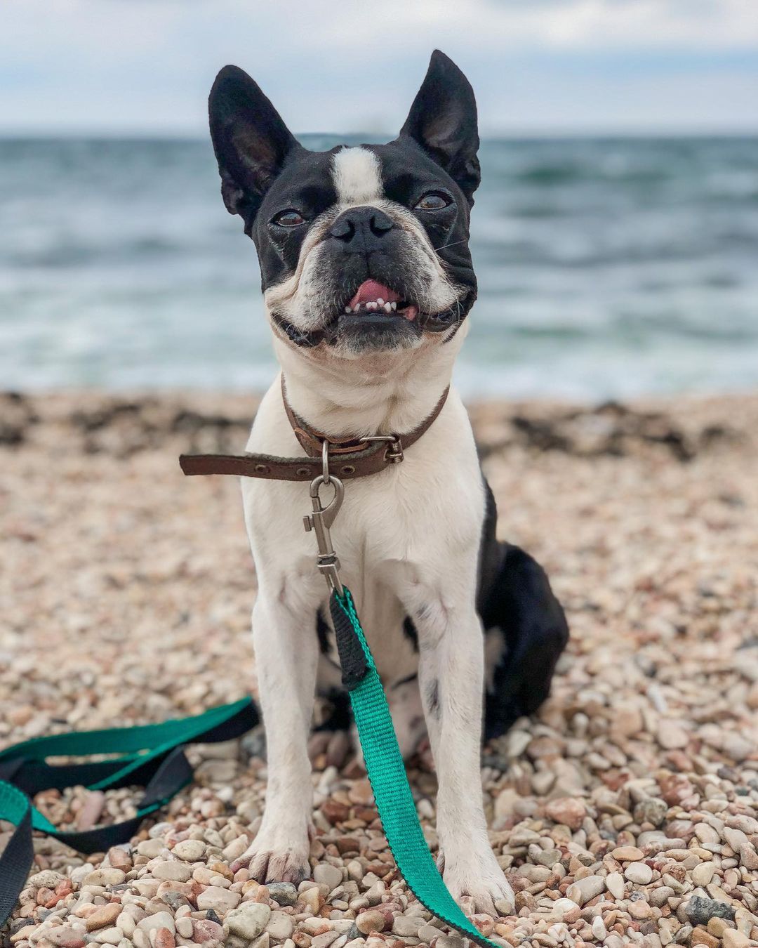 15 Cool Facts About Boston Terriers 10