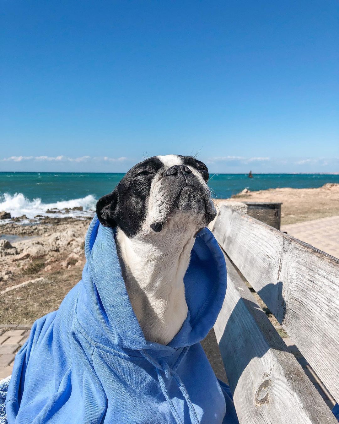 15 Cool Facts About Boston Terriers 11