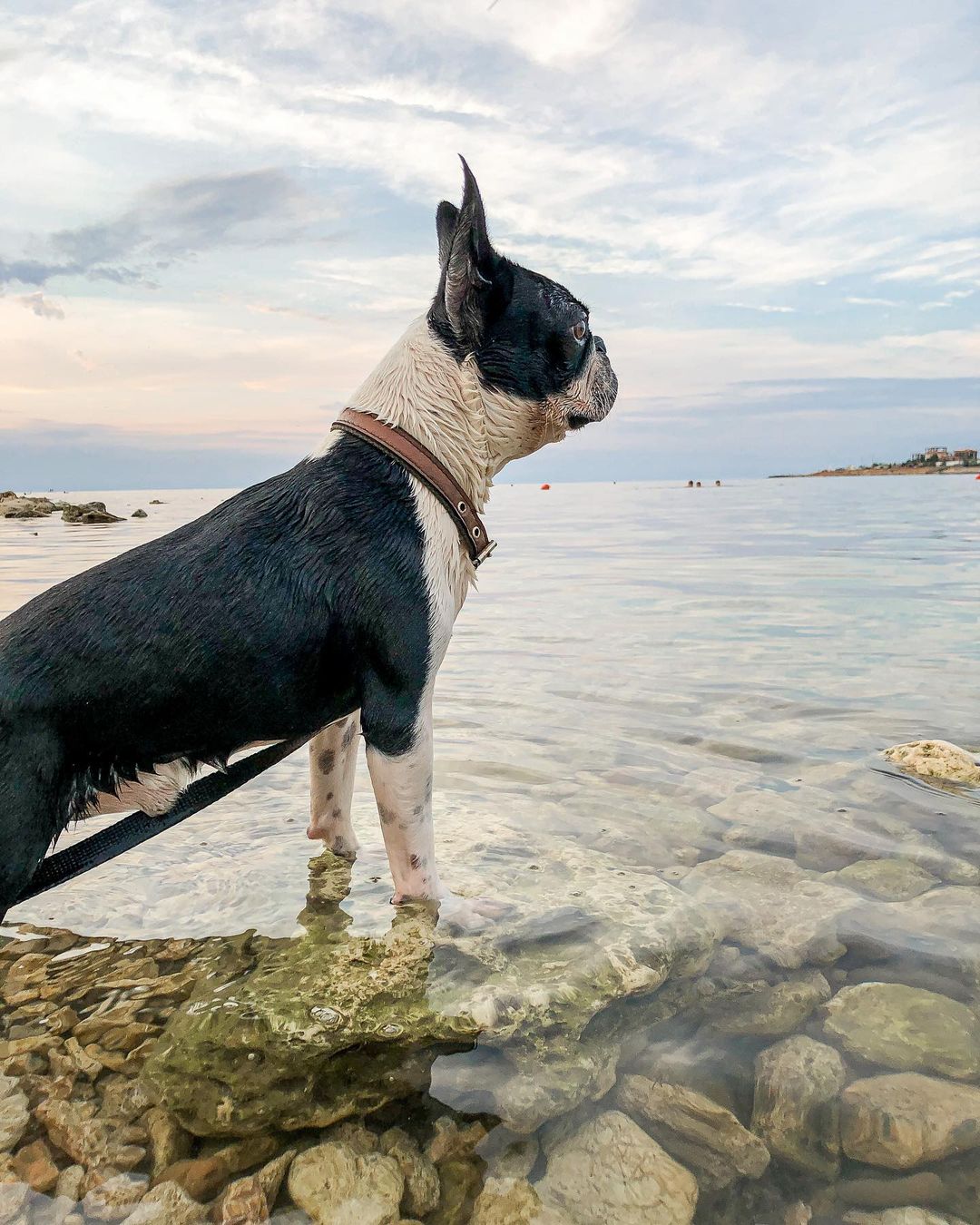 15 Amazing Facts About Boston Terriers You Probably Never Knew 10 15 Amazing Facts About Boston Terriers You Probably Never Knew 10