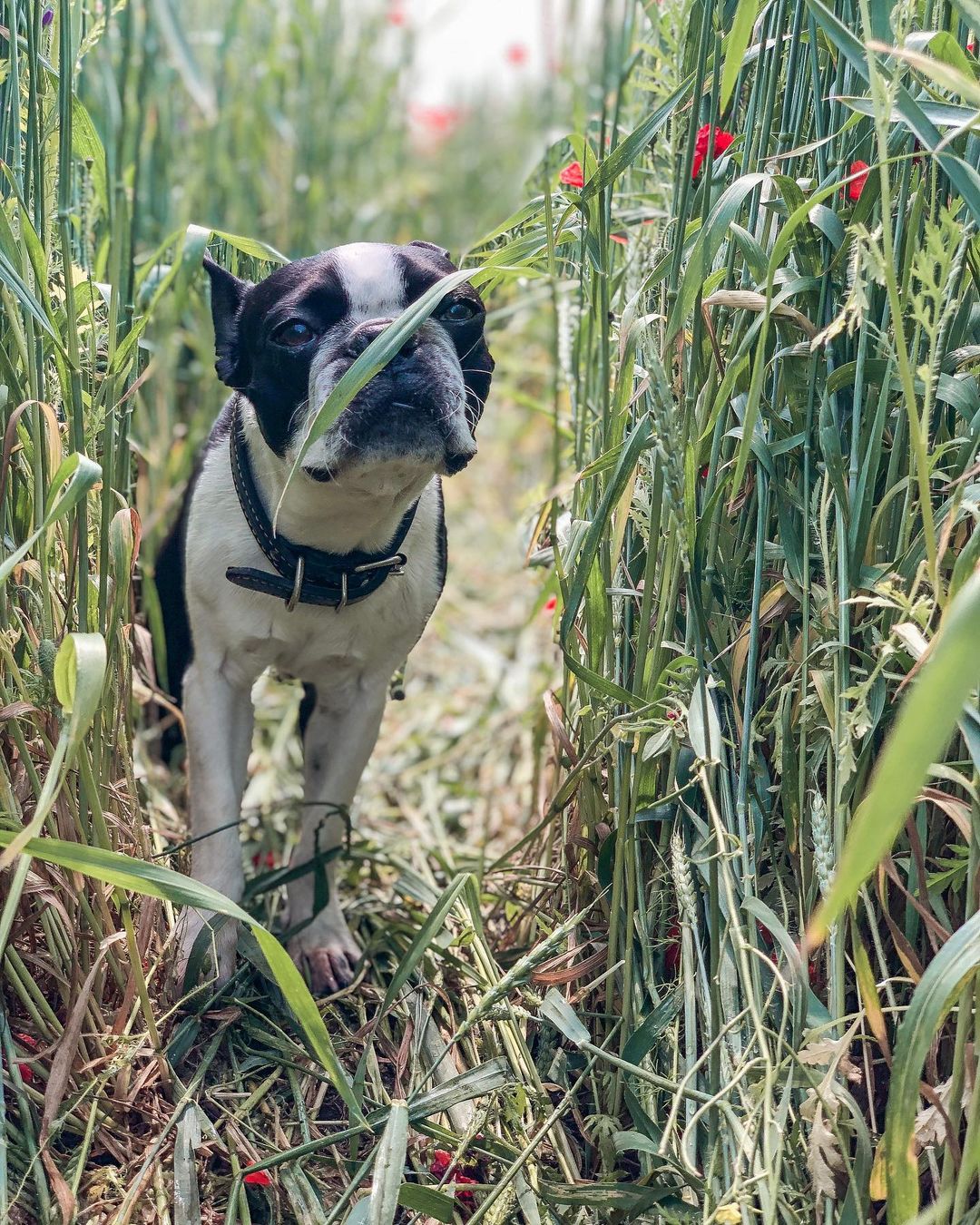 15 Amazing Facts About Boston Terriers You Probably Never Knew 11 15 Amazing Facts About Boston Terriers You Probably Never Knew 11