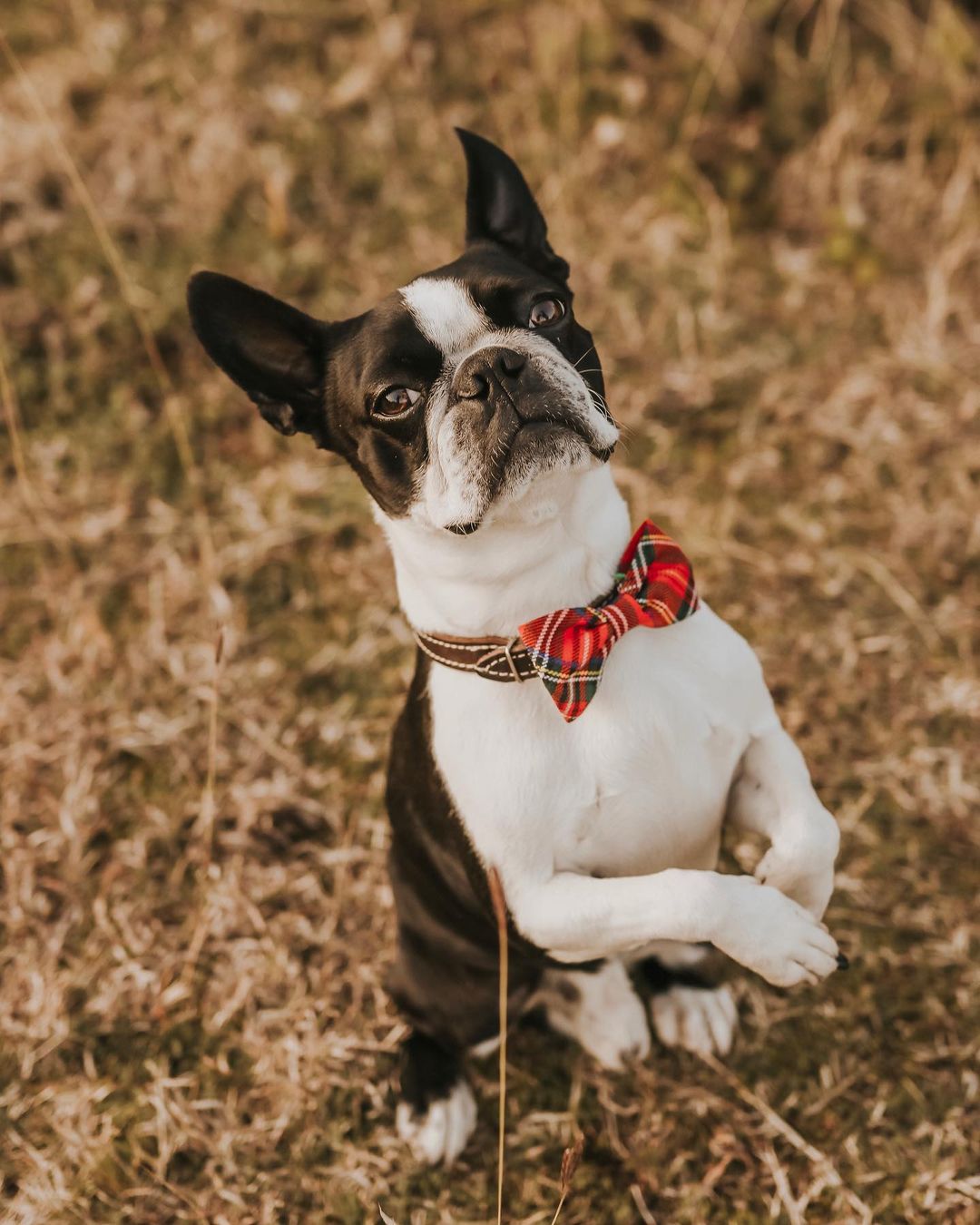 15 Cool Facts About Boston Terriers 10 15 Cool Facts About Boston Terriers 10