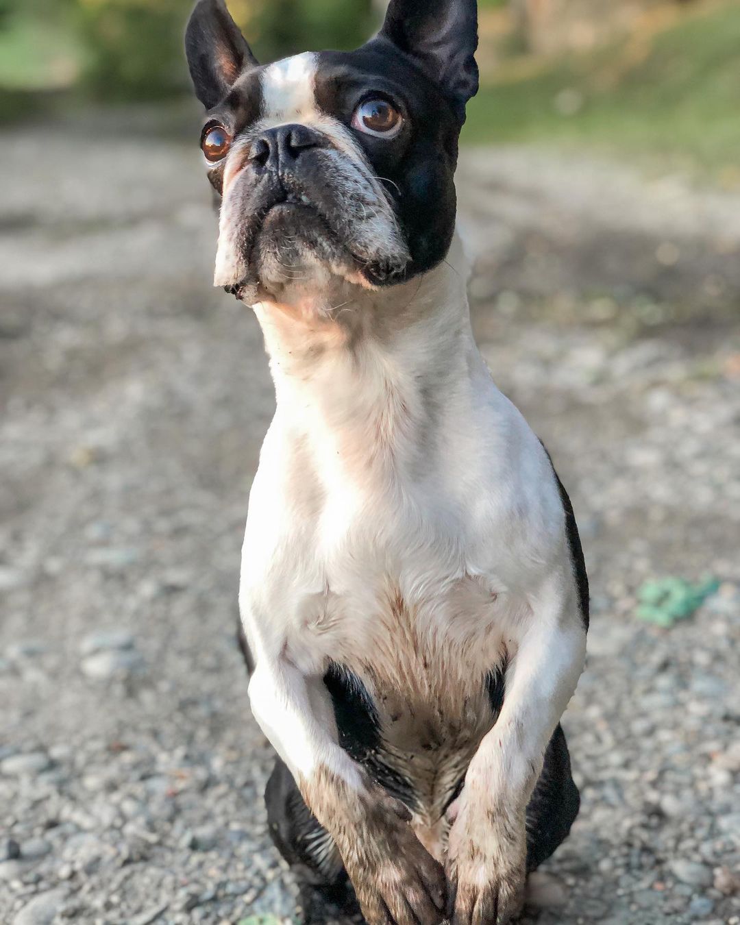 15 Amazing Facts About Boston Terriers You Probably Never Knew 10