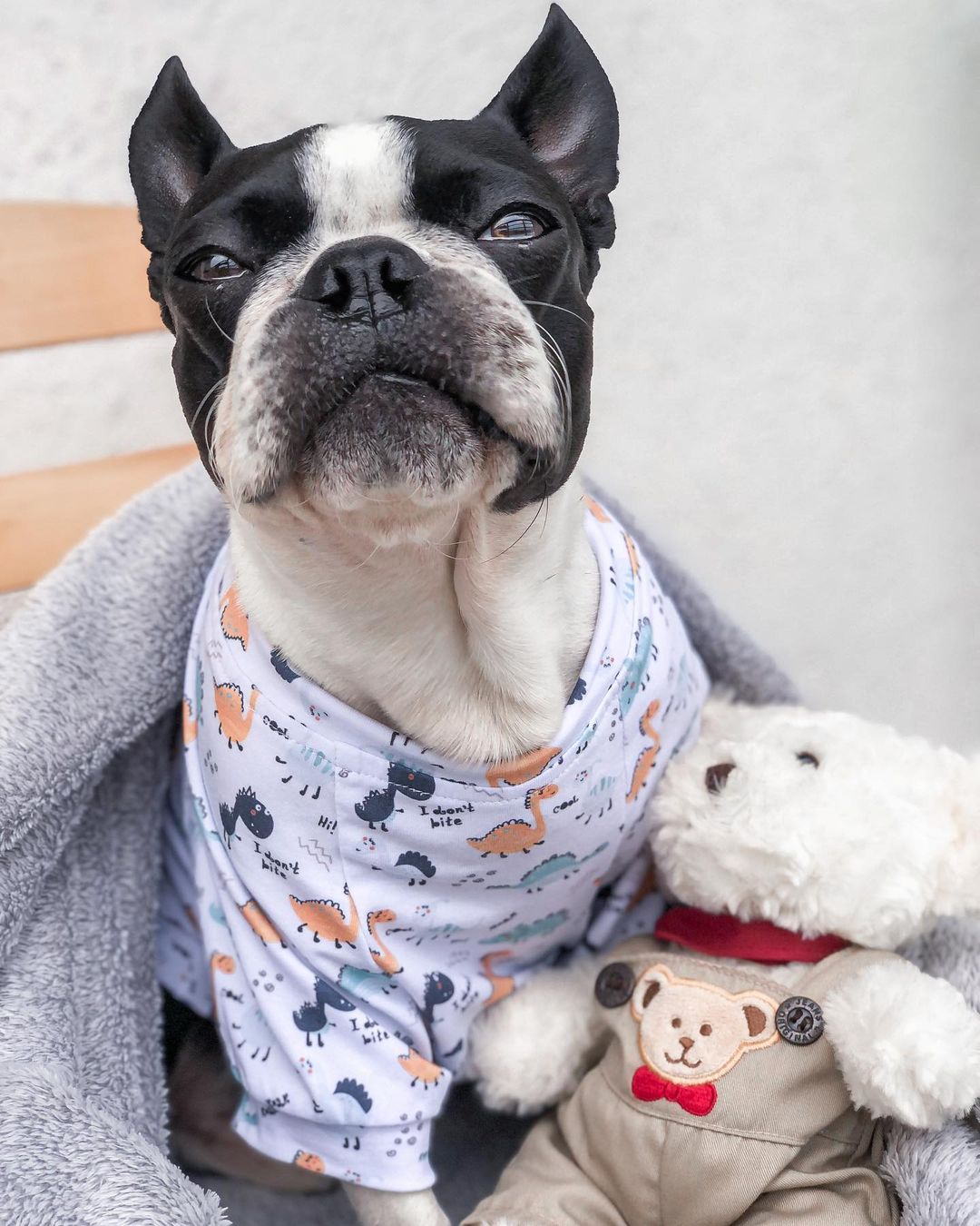15 Amazing Facts About Boston Terriers You Probably Never Knew 11