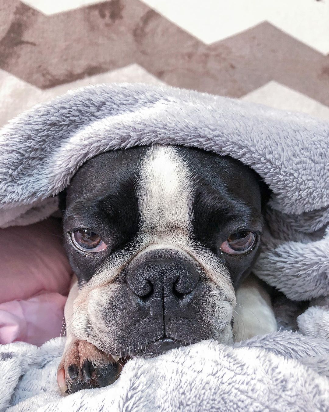 15 Amazing Facts About Boston Terriers You Probably Never Knew 9