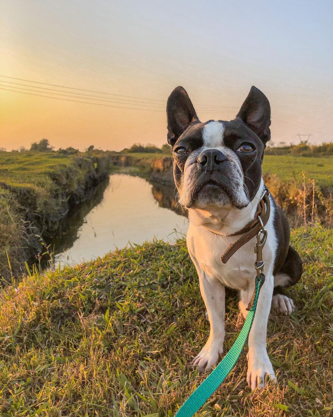 15 Amazing Facts About Boston Terriers You Probably Never Knew 11