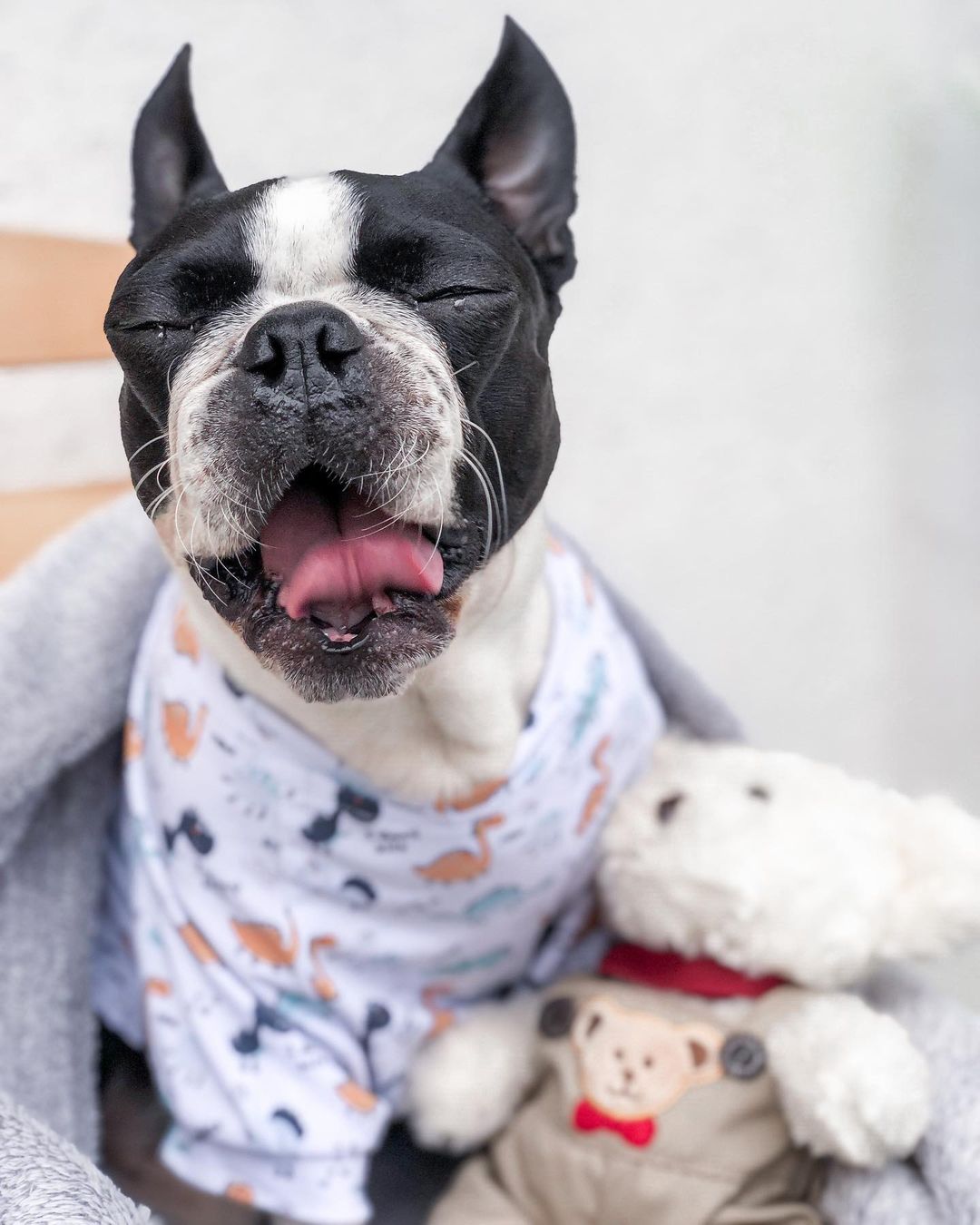 15 Amazing Facts About Boston Terriers You Probably Never Knew 11