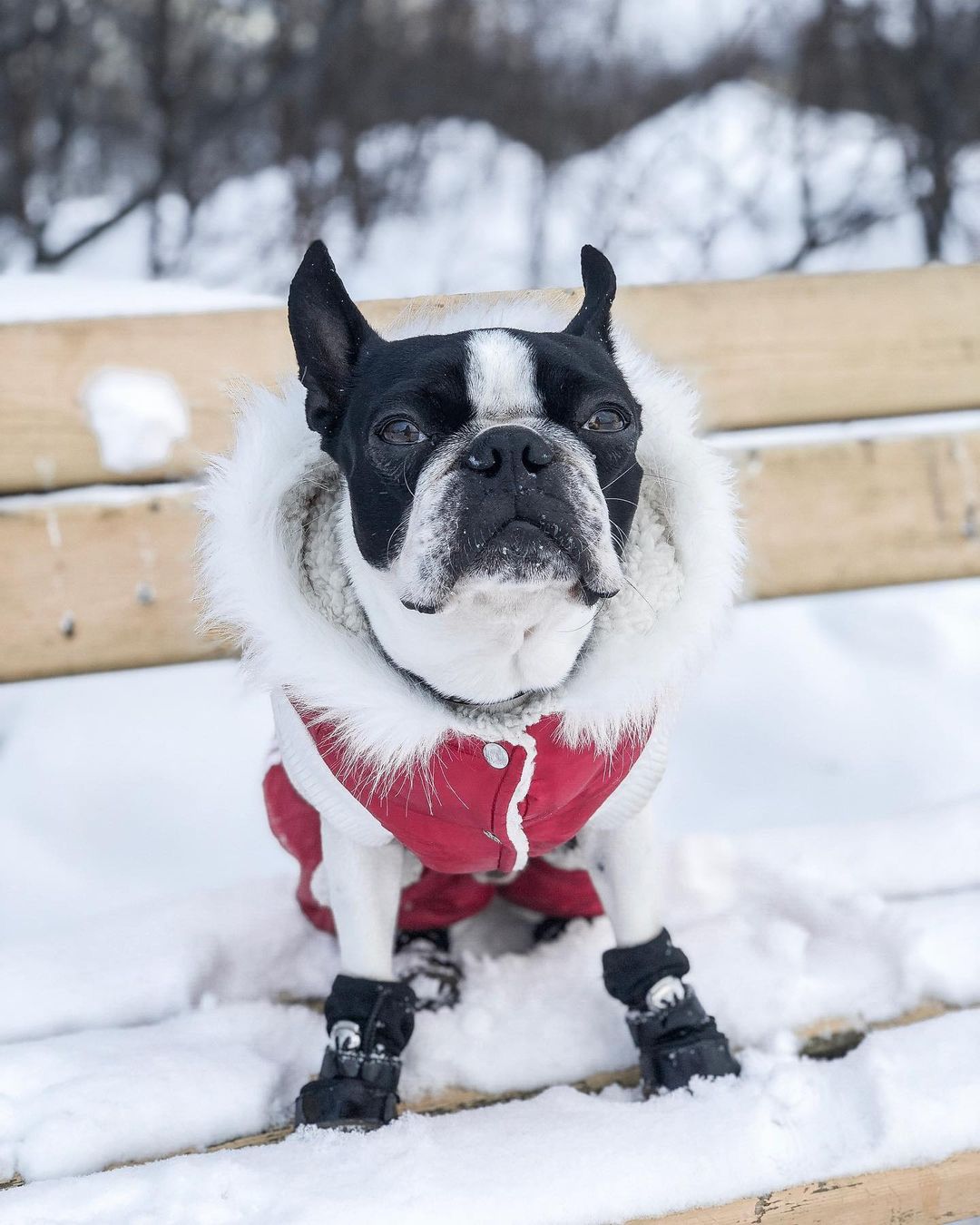 15 Cool Facts About Boston Terriers 11 15 Cool Facts About Boston Terriers 11