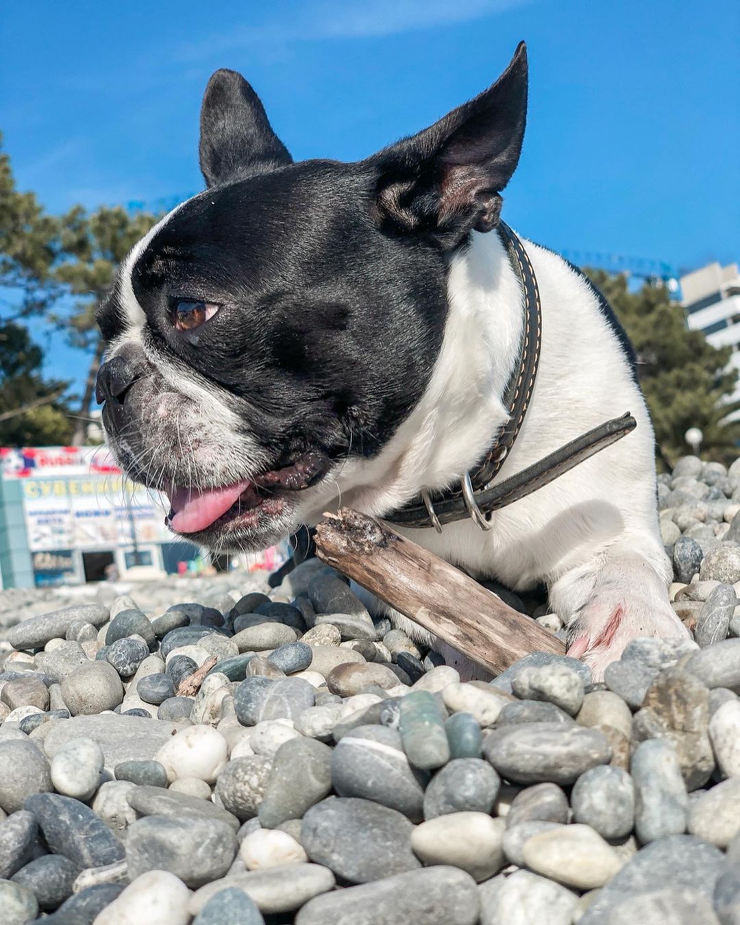 15 Amazing Facts About Boston Terriers You Probably Never Knew 11