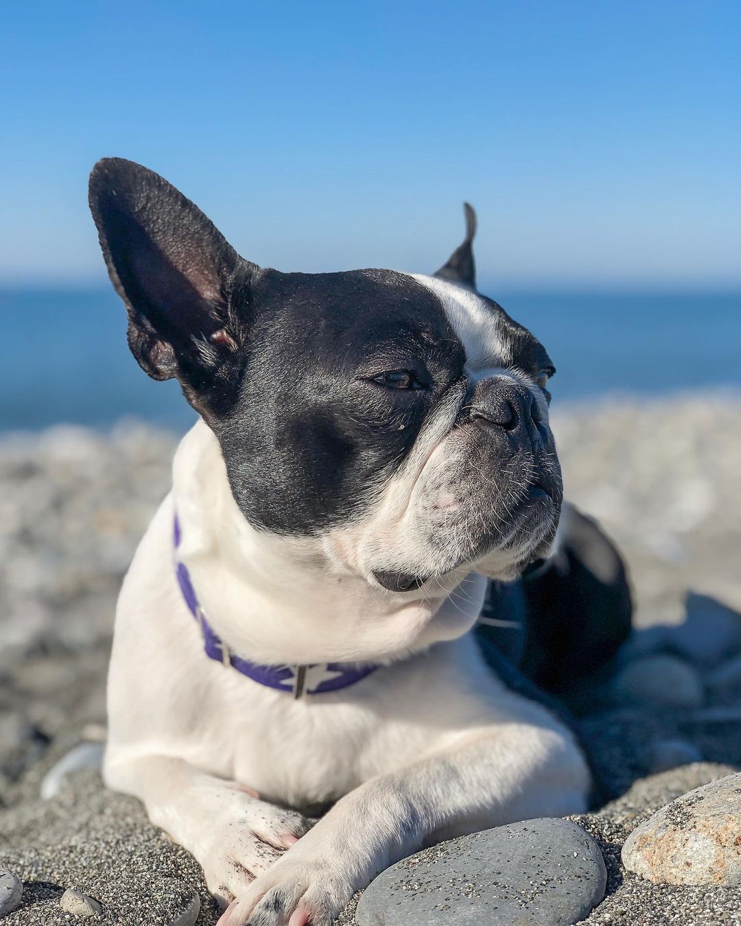 16 Interesting Facts About Boston Terriers 9