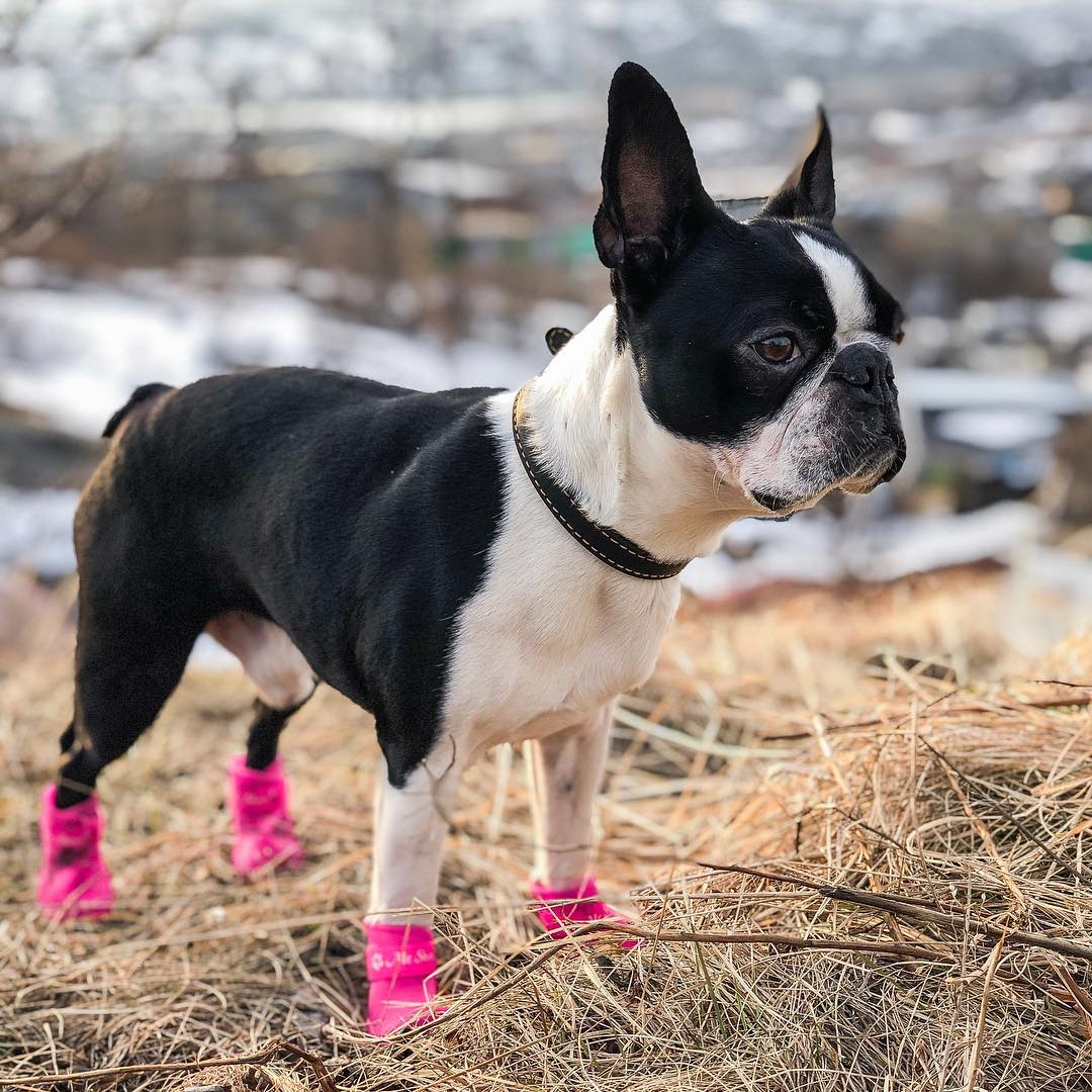 15 Cool Facts About Boston Terriers 9