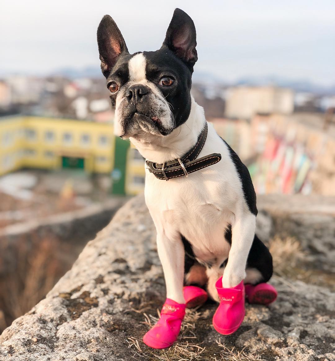 15 Cool Facts About Boston Terriers 11