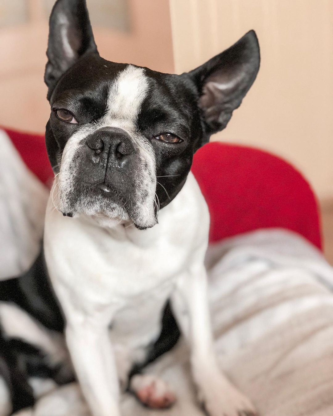 15 Cool Facts About Boston Terriers 10