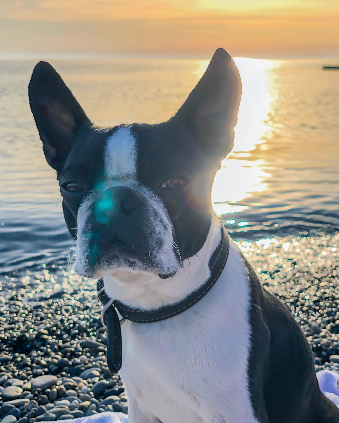 15 Cool Facts About Boston Terriers 11