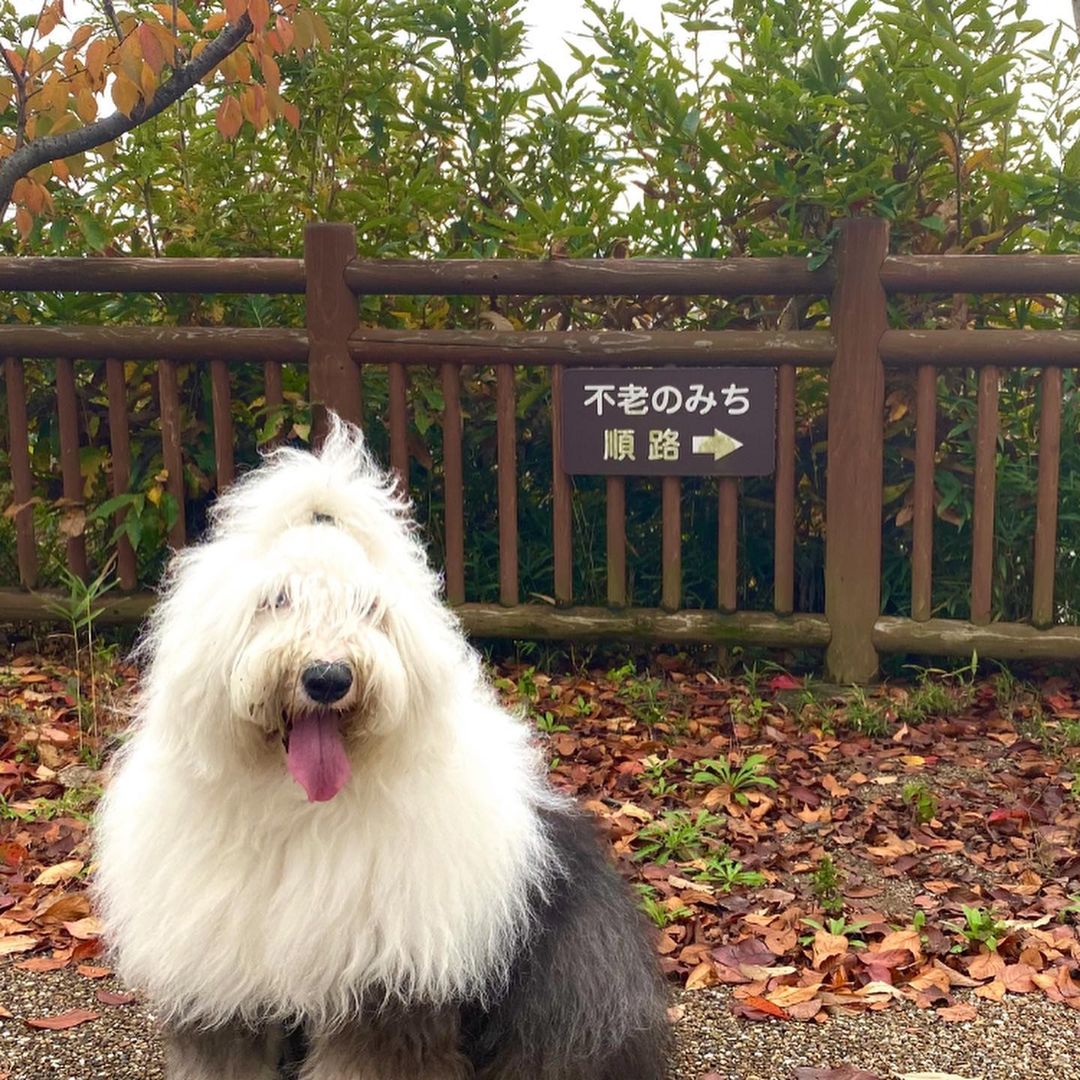 15 Interesting Facts About Old English Sheepdogs 36