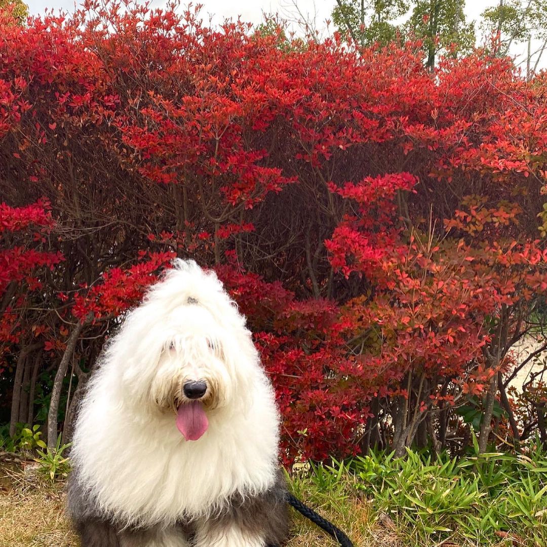15 Interesting Facts About Old English Sheepdogs 37