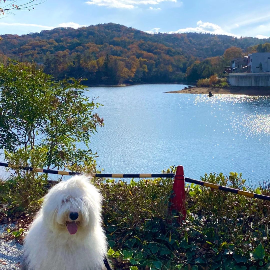 15 Interesting Facts About Old English Sheepdogs 38