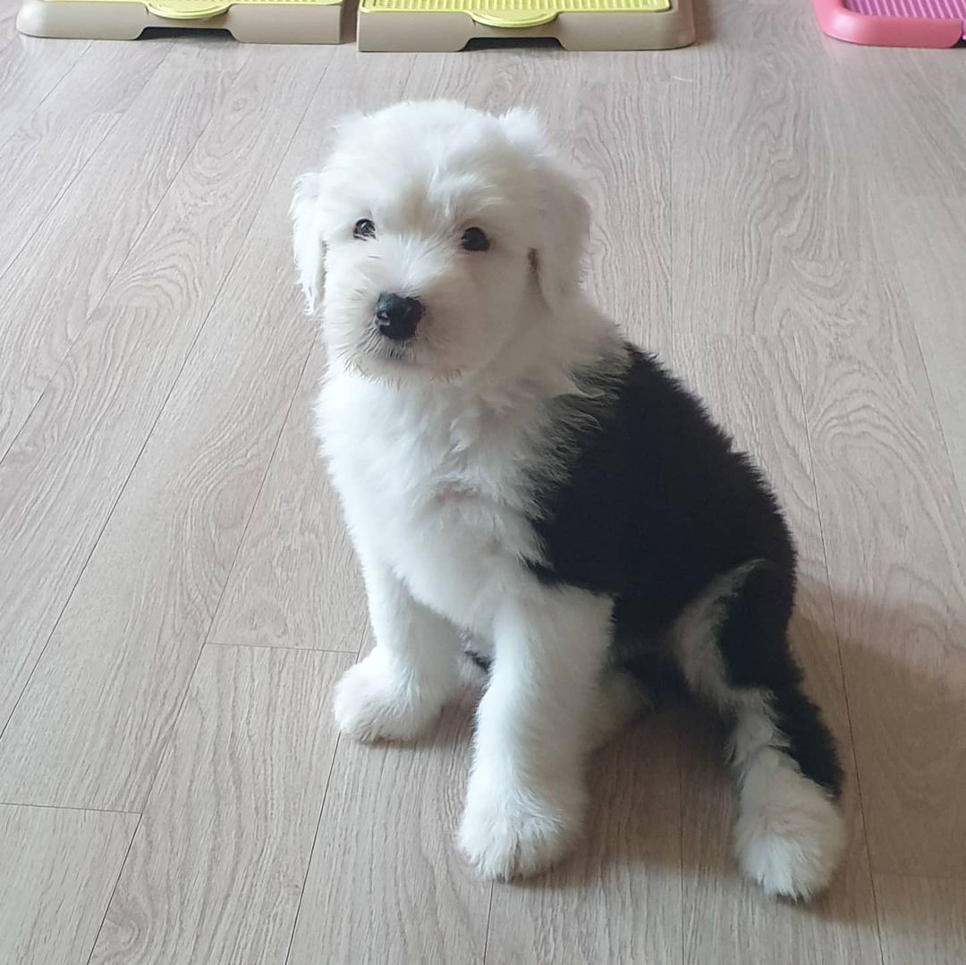 15 Interesting Facts About Old English Sheepdogs 40