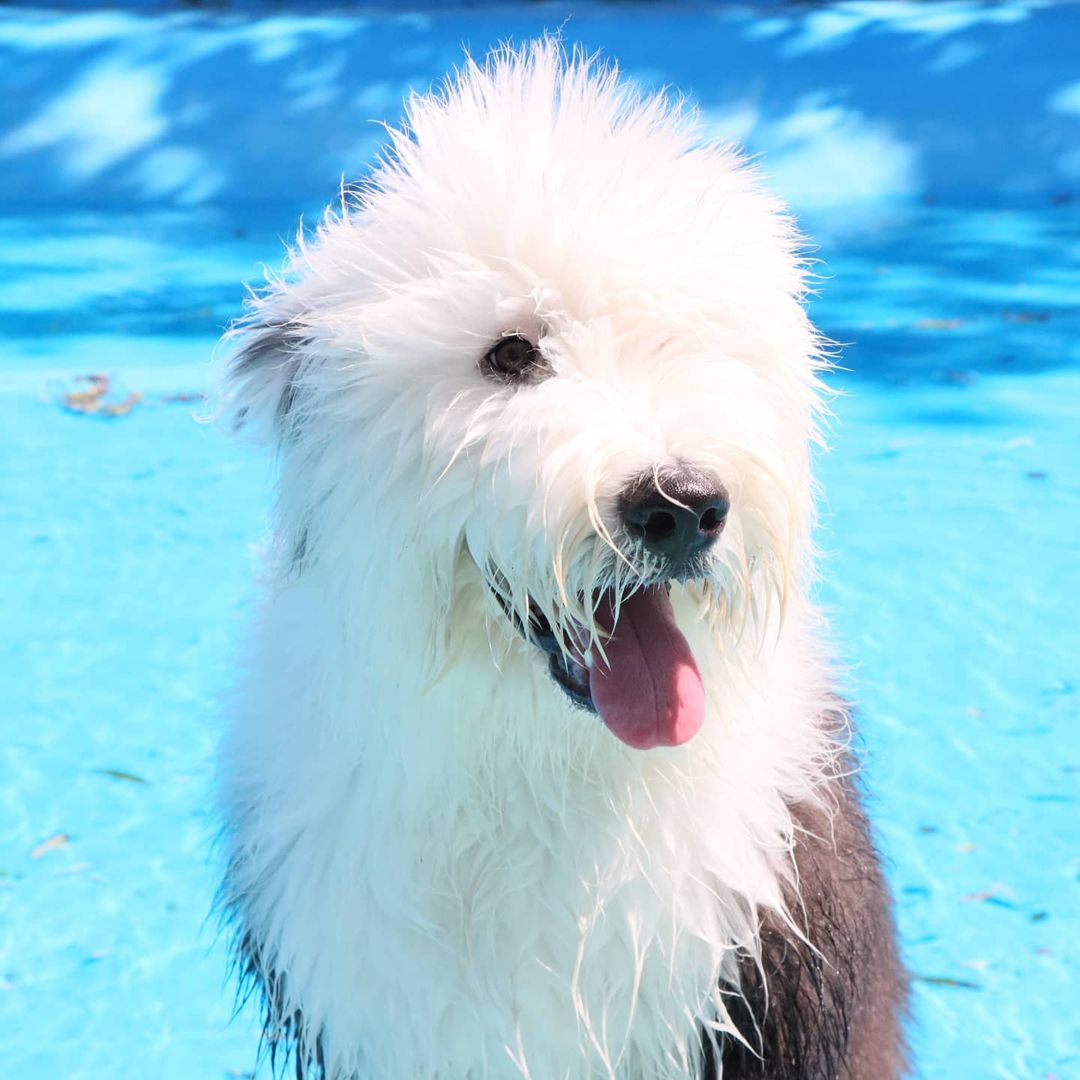 15 Interesting Facts About Old English Sheepdogs 42