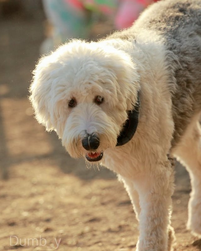 15 Interesting Facts About Old English Sheepdogs 43
