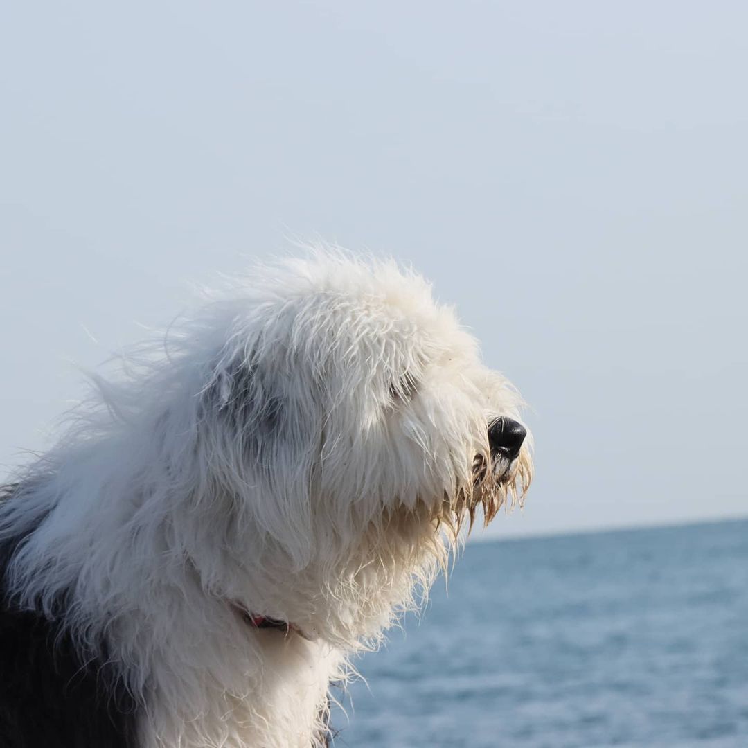 15 Interesting Facts About Old English Sheepdogs 45