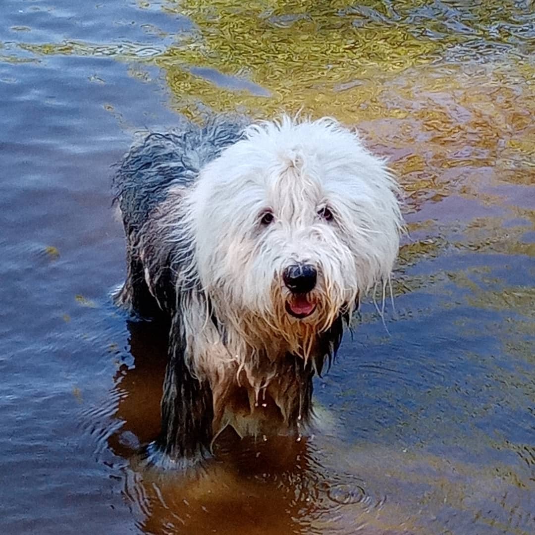 15 Interesting Facts About Old English Sheepdogs 47