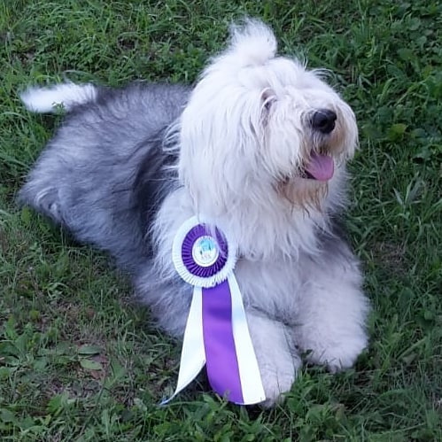 16 Amazing Facts About Old English Sheepdogs You Probably Never Knew 35