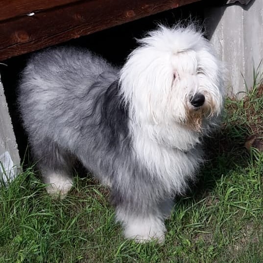 16 Amazing Facts About Old English Sheepdogs You Probably Never Knew 36