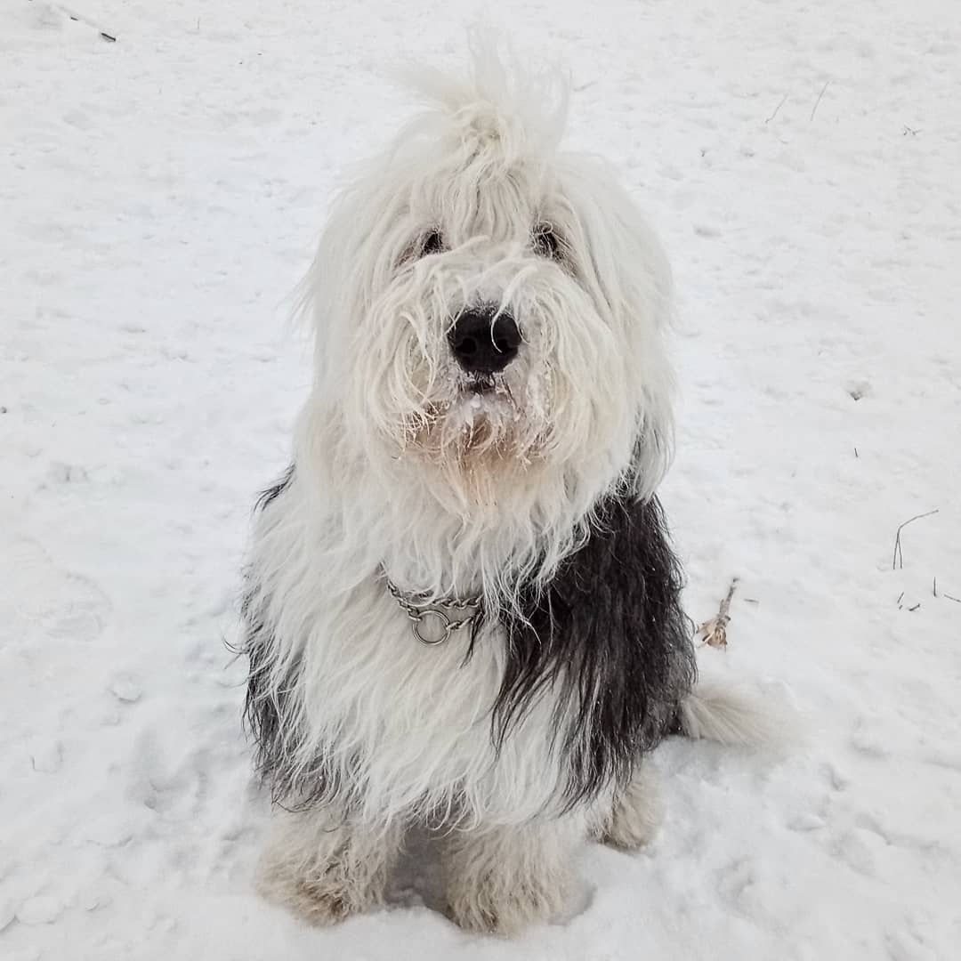 16 Amazing Facts About Old English Sheepdogs You Probably Never Knew 37