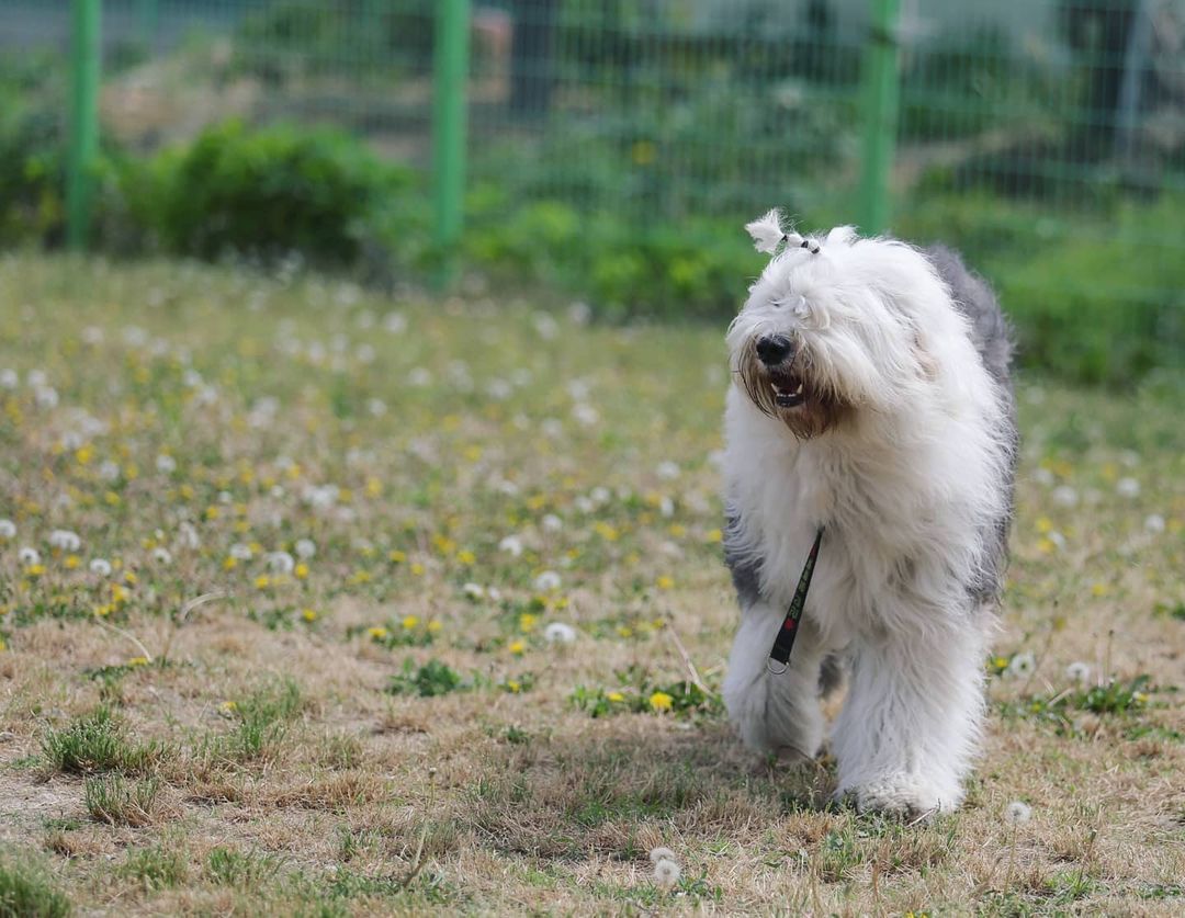 16 Amazing Facts About Old English Sheepdogs You Probably Never Knew 38