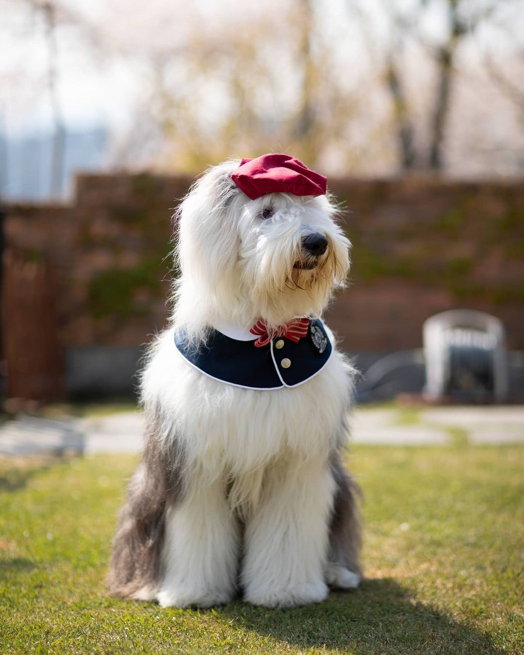 16 Amazing Facts About Old English Sheepdogs You Probably Never Knew 39