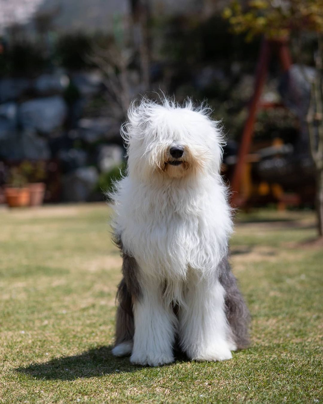 16 Amazing Facts About Old English Sheepdogs You Probably Never Knew 41