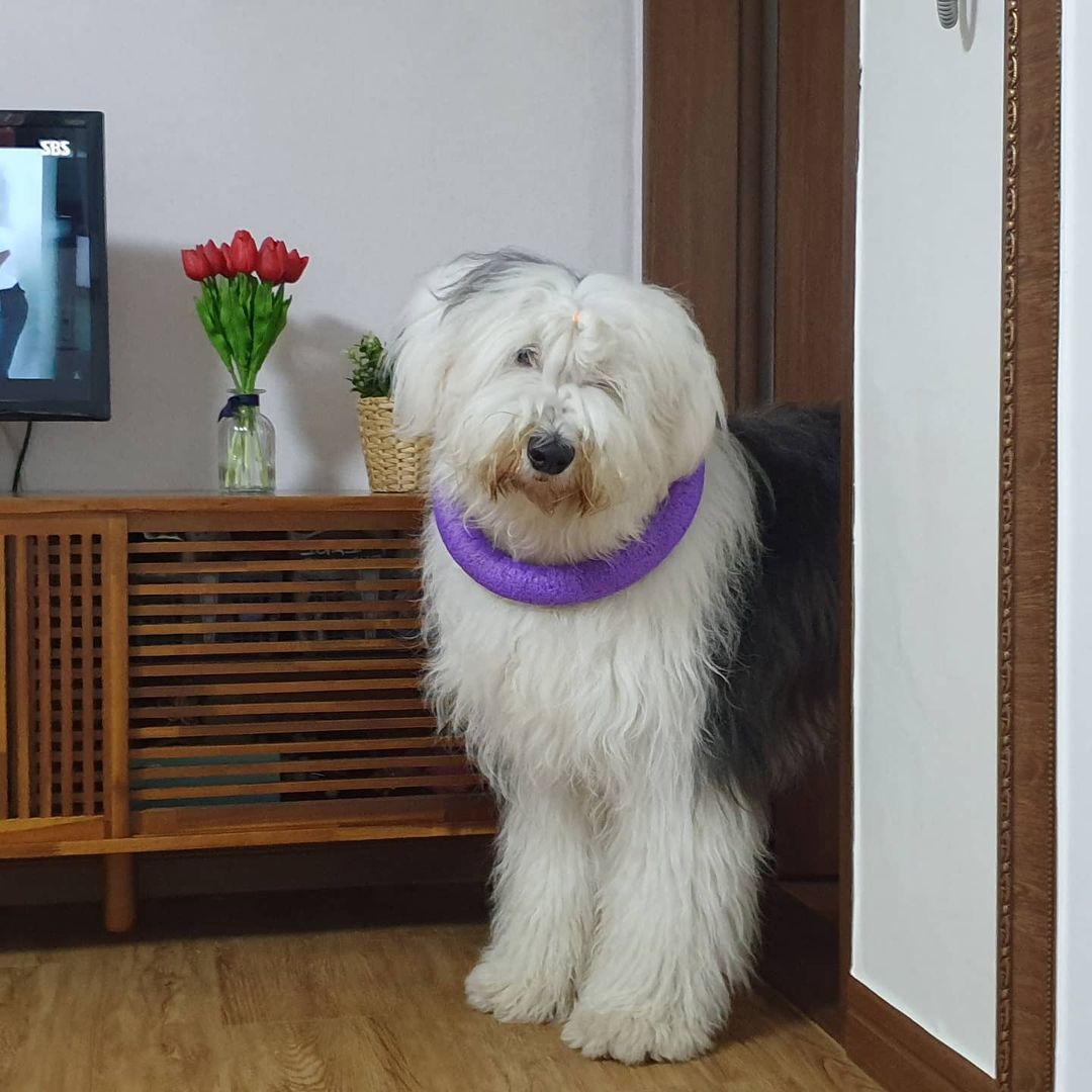 16 Amazing Facts About Old English Sheepdogs You Probably Never Knew 44