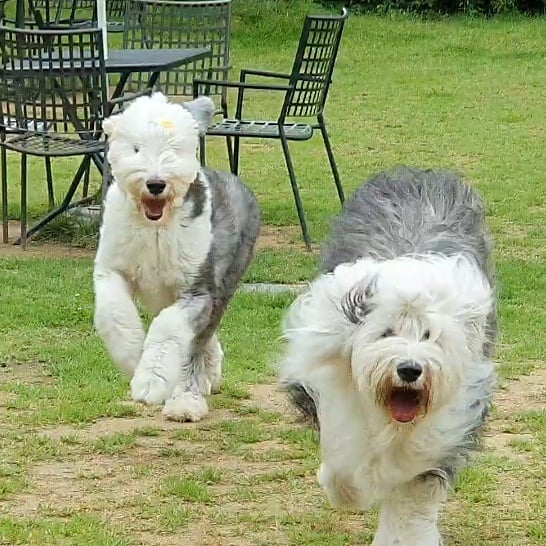 16 Amazing Facts About Old English Sheepdogs You Probably Never Knew 45
