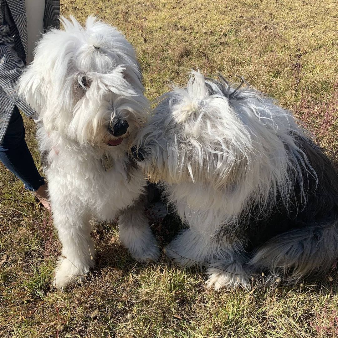 16 Amazing Facts About Old English Sheepdogs You Probably Never Knew 46