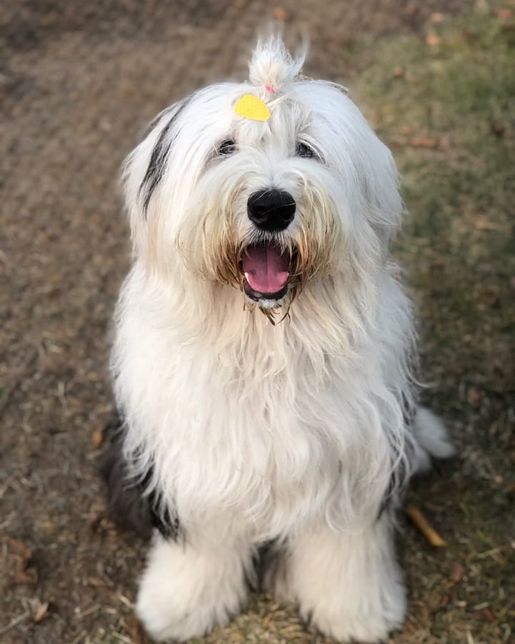 16 Amazing Facts About Old English Sheepdogs You Probably Never Knew 47