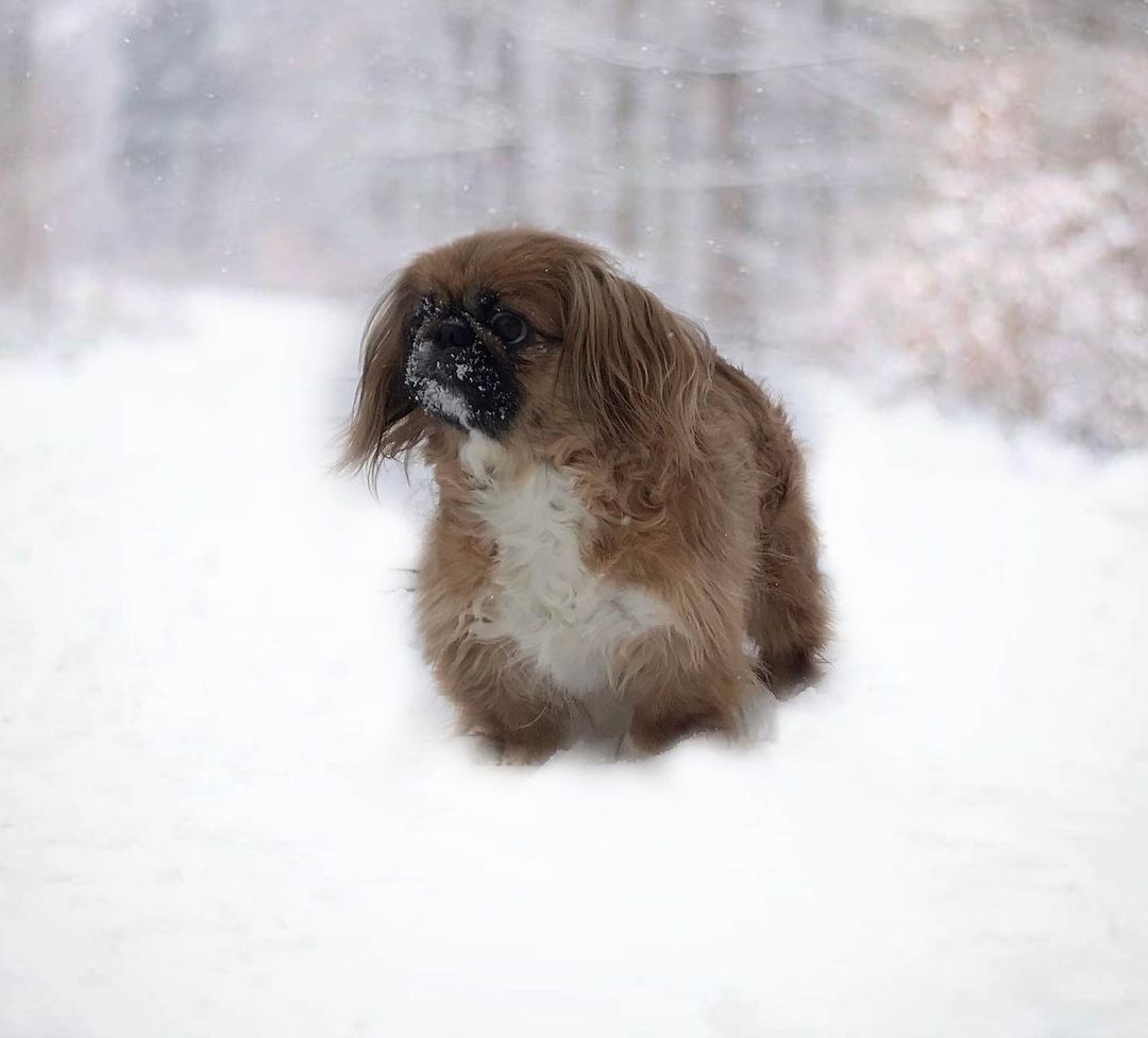 15 Cool Facts About Pekingese 9