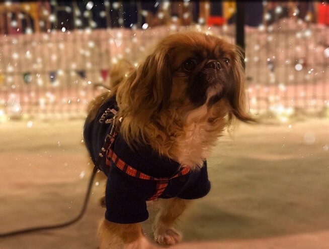 15 Cool Facts About Pekingese 10