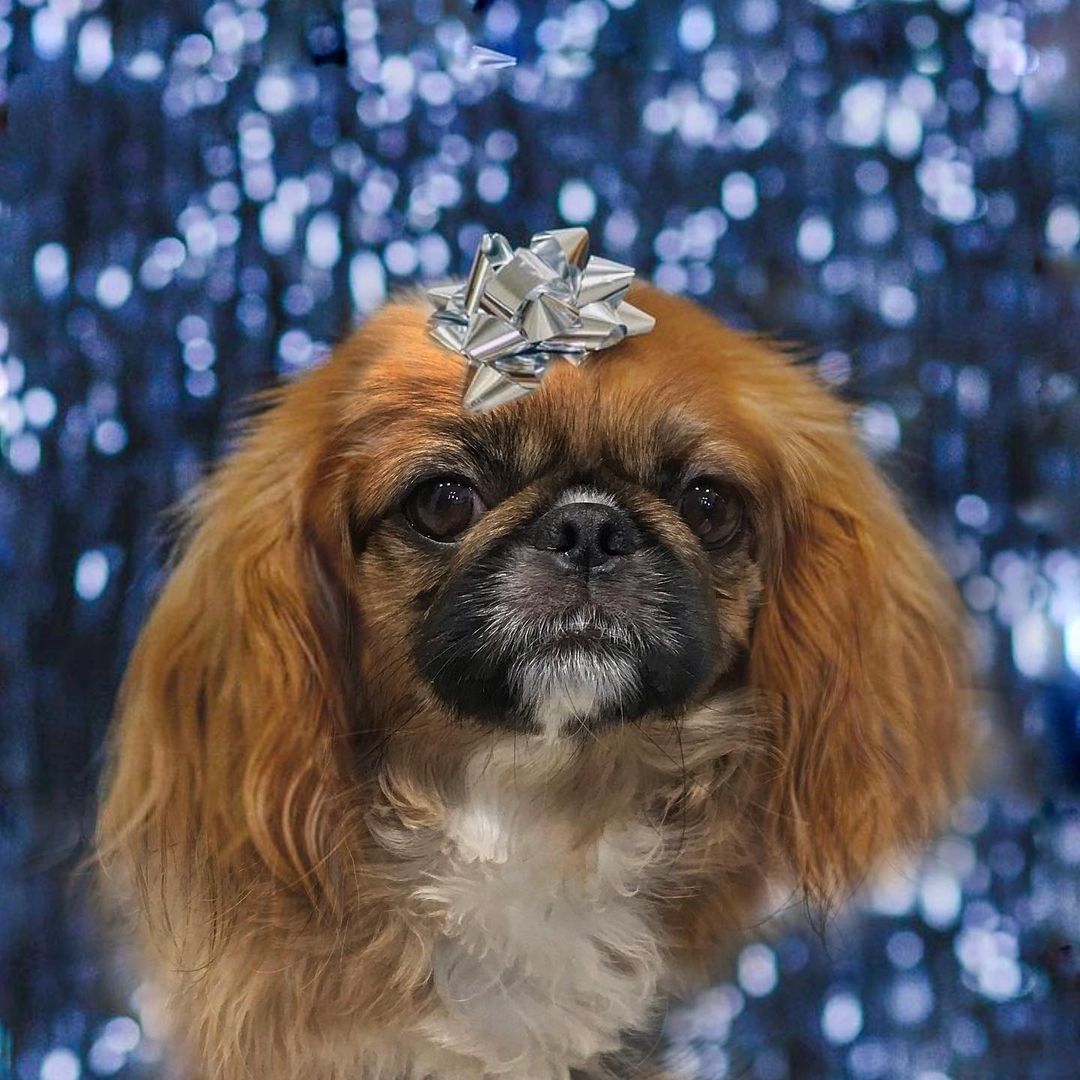 15 Cool Facts About Pekingese 11