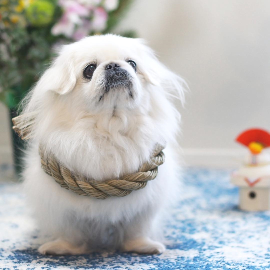 15 Cool Facts About Pekingese 9