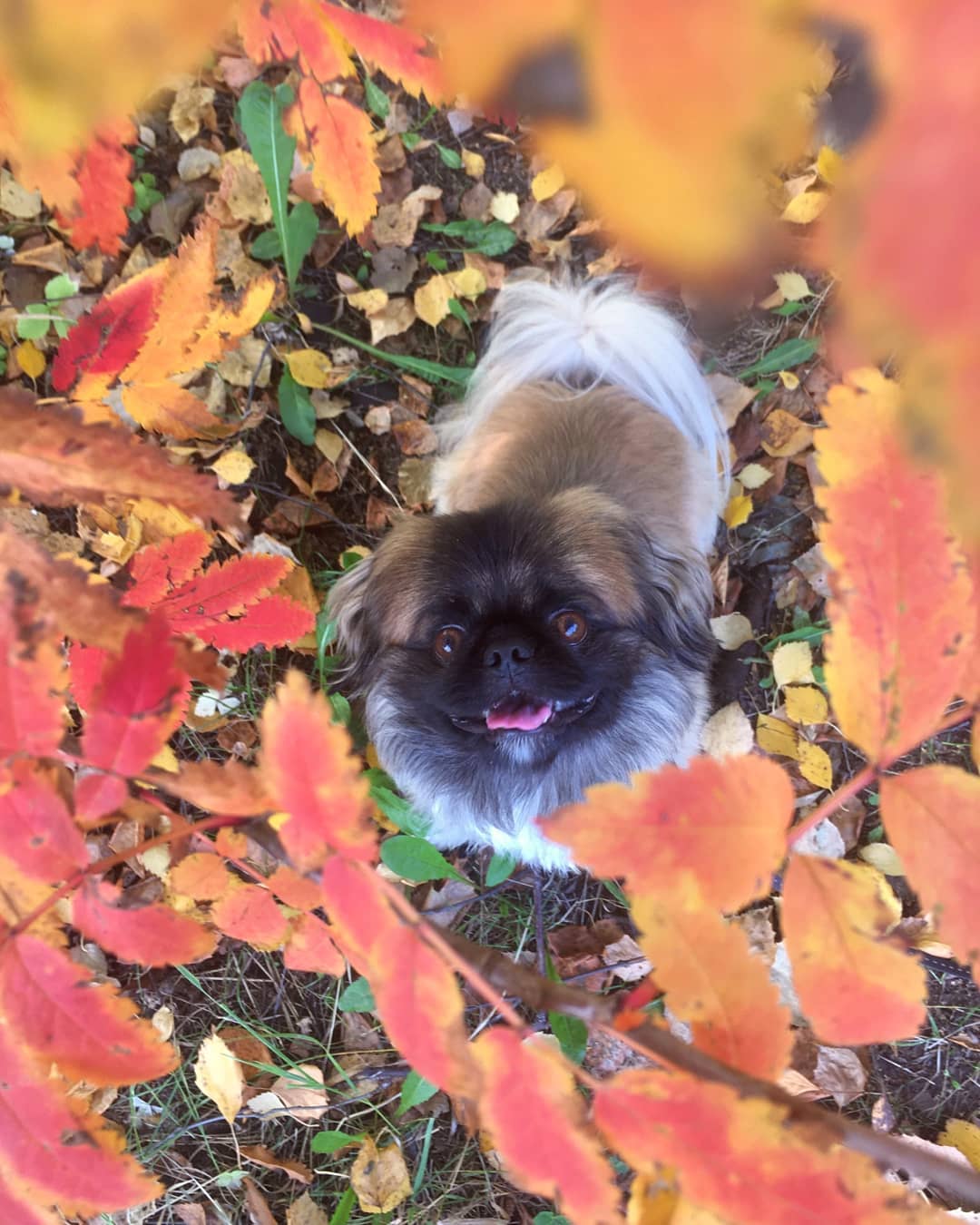 15 Cool Facts About Pekingese 10