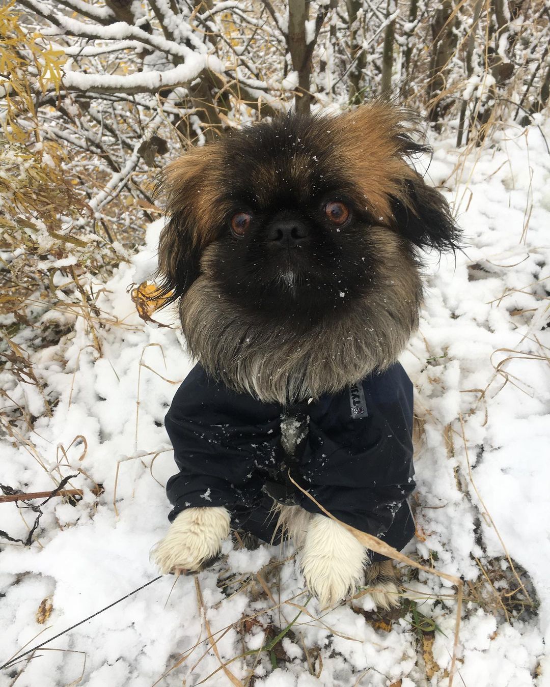 15 Cool Facts About Pekingese 11