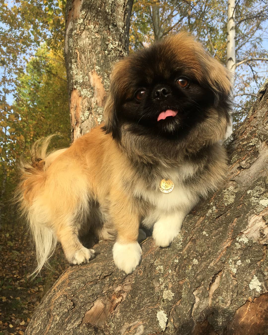 15 Amazing Facts About Pekingese You Probably Never Knew 9